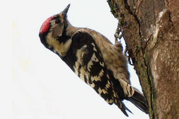 De Kleine bonte specht